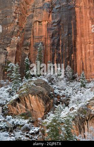 USA, Utah. Neve primaverile nel Parco Nazionale di Zion. Foto Stock