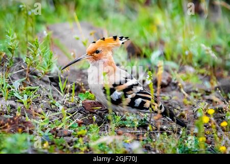 L'uccello di hoopoe Eurasiano che si alimenta sulla terra dell'erba in Georgia Foto Stock