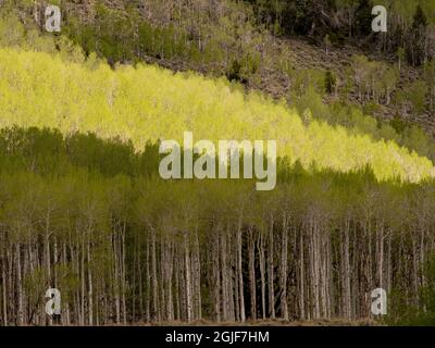 Aspen alberi, primavera, antico clone Pando (stimato essere 80,000 anni), Fishlake National Forest, Utah Foto Stock