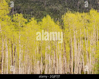 Aspen alberi, primavera, antico clone Pando (stimato essere 80,000 anni), Fishlake National Forest, Utah Foto Stock