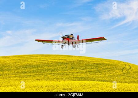 Crop Duster volare su campo di canola, Palouse regione dello stato orientale Washington. Foto Stock