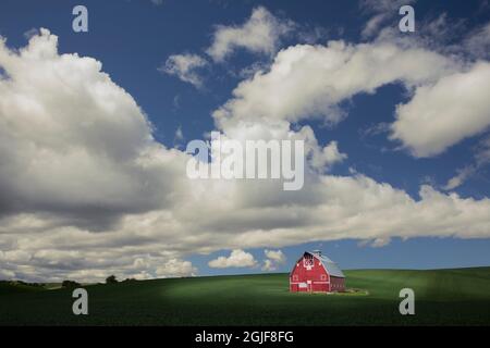 Singolo granaio rosso e grandi nuvole di cumuli in campo di grano, Palouse regione orientale Washington. Foto Stock