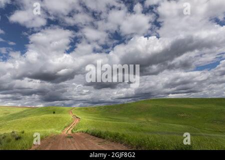 Strada sterrata rurale tra campi ondulati di colture di grano, Palouse regione orientale Washington. Foto Stock