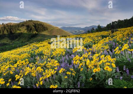 Stati Uniti, stato di Washington. Balsamroot arrowleaf che cresce nei prati della valle di Methow, Cascades Nord. Foto Stock