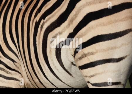 Primo piano tracciato dello Zebra di Chapman (Equus quagga ssp. Chapmani), Sudafrica Foto Stock