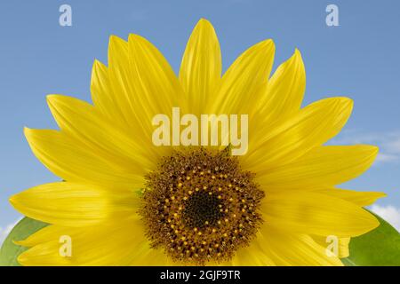 Sunflower soleggiato. Credit as: Don Paulson / Galleria Jaynes / DanitaDelimont.com Foto Stock