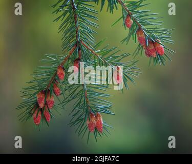 Stati Uniti, stato di Washington, Seabeck. Tosse di abete Douglas con coni porta polline. Foto Stock