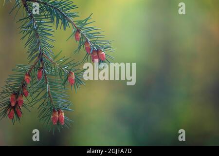 Stati Uniti, stato di Washington, Seabeck. Tosse di abete Douglas con coni porta polline. Foto Stock