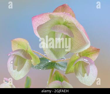 Stati Uniti, stato di Washington, Seabeck. Da vicino fiorisce l'origano ornamentale. Foto Stock
