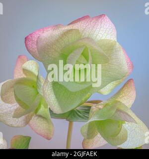 Stati Uniti, stato di Washington, Seabeck. Da vicino fiorisce l'origano ornamentale. Foto Stock