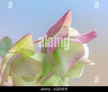 Stati Uniti, stato di Washington, Seabeck. Fiori ornamentali di origano. Foto Stock