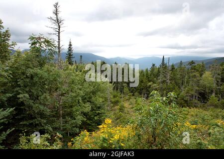 Fine estate nella White Mountain National Forest del New Hampshire. Verga gialla colorata fiorita e alti alberi sempreverdi con vista panoramica della dista Foto Stock