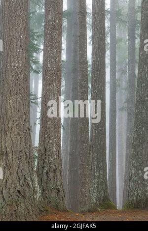 Stati Uniti, stato di Washington, Seabeck. Abete Douglas e nebbia nello Scenic Beach state Park. Foto Stock