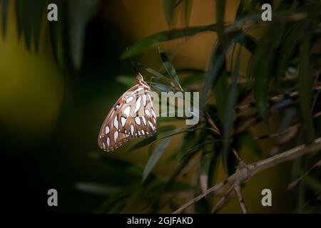 Una farfalla del Golfo Fritillario ondola nella brezza in un giardino tropicale. Il Gulf Fritillary è una farfalla colorata con splendidi motivi. Foto Stock