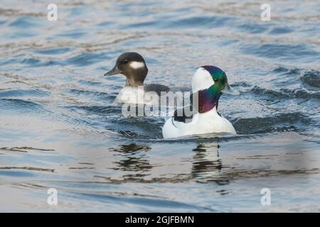 Stati Uniti, stato di Washington. Bufflehead maschio e femmina (Bucephala albeola) che viene a voi sul lago Washington. Kirkland. Foto Stock