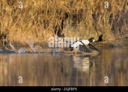 Stati Uniti, stato di Washington. Adulto maschio comune Goldeneye (Bucephala clangula) prende il volo su Sammamish Slough, Kenmore. Foto Stock