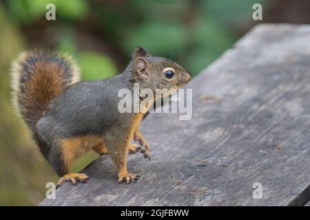 Stati Uniti, stato di Washington. Douglas Squirrel (Tamiasciurus douglasii) su tavolo da picnic al Sunset Beach state Park, Kitsap Peninsula. Foto Stock