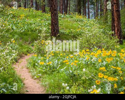 Ponderosa Pini e balsamo a foglia d'arrow nella foresta vicino a Leavenworth. Foto Stock