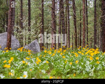 Ponderosa Pini e balsamo a foglia d'arrow nella foresta vicino a Leavenworth. Foto Stock