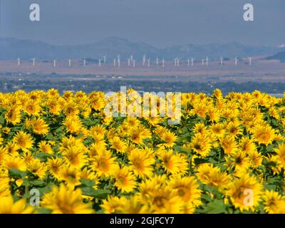 Grande campo di girasole. Foto Stock