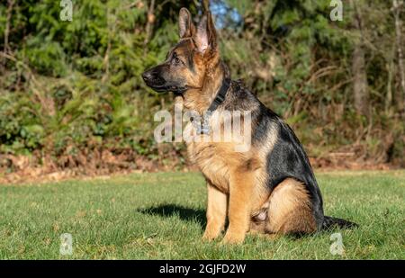 Ritratto ambientale del pastore tedesco di quattro mesi. (PR) Foto Stock