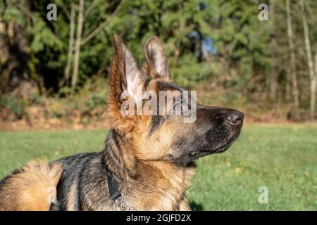 Cucciolo di pastore tedesco di quattro mesi che esegue un comando 'Down' e 'Stay'. (PR) Foto Stock