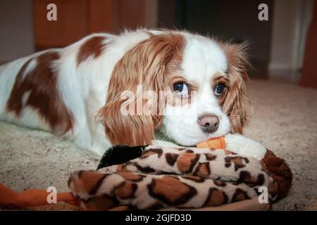 Issaquah, Washington, Stati Uniti. Mandy, un cucciolo di Cavalier King Charles Spaniel di 11 mesi, giocando con un giocattolo d'anatra ripieno. (PR) Foto Stock