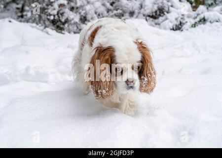 Issaquah, Washington, Stati Uniti. 'mandy', un anziano Cavalier re Charles Spaniel, determinato a fare il suo proprio percorso nella neve, guardando infelice nella proc Foto Stock