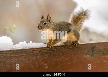 Issaquah, Washington, Stati Uniti. Douglas Squirrel arroccato su una ringhiera di legno durante una nevicata. Conosciuto anche come un Chickaree, cicoria e scoiattolo di pino. Foto Stock