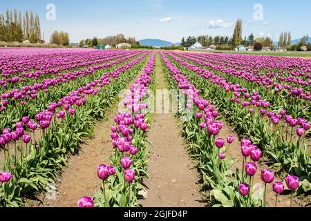 Mount Vernon, Washington, Stati Uniti. Campo di tulipani. (Solo per uso editoriale) Foto Stock