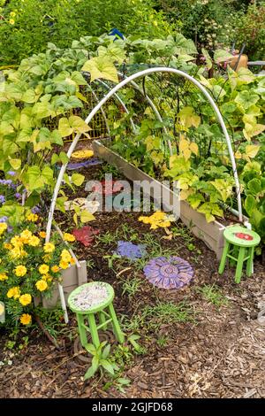 Bellevue, Washington, Stati Uniti. Fagioli di palo senza filone con Podgolo viola coltivati su un traliccio ad arco. Foto Stock