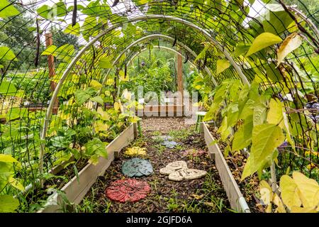 Bellevue, Washington, Stati Uniti. Fagioli di palo senza filone con Podgolo viola coltivati su un traliccio ad arco. Foto Stock