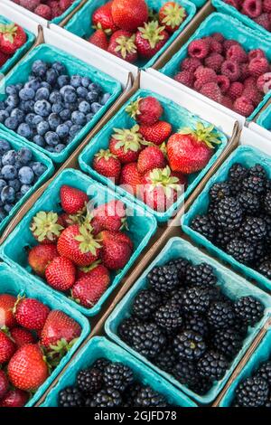 Issaquah, Washington, Stati Uniti. Pinte di fragole appena raccolte, mirtilli, lamponi e more in vendita presso un mercato agricolo. Foto Stock