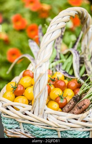 Issaquah, Washington, Stati Uniti. Cestino di prodotti biologici appena raccolti, tra cui pomodori ciliegini rossi, pomodori ciliegini gialli (oro Nugget), pol verde Foto Stock