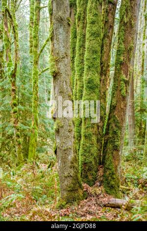 Squak Mountain state Park a Issaquah, Washington, USA. Alberi coperti di muschio Uniti alla base in una foresta pluviale. Foto Stock