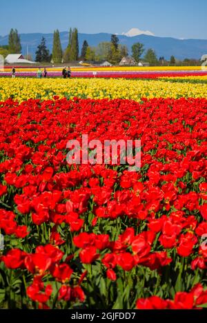 Stati Uniti, Washington state, Mt. Vernon. Campi con file di tulipani rossi e gialli, Festival dei tulipani Skagit Valley. Montare Baker sullo sfondo. Foto Stock