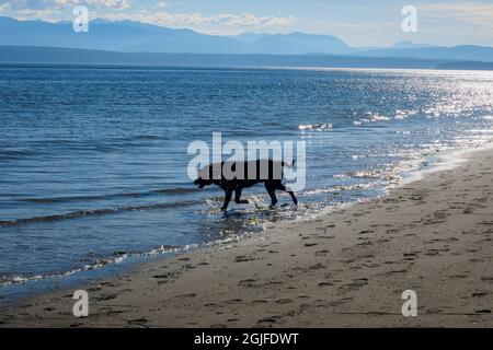 USA, Washington state, Whidbey Island, Ebey's Landing National Historical Reserve. Silhouette di un cane da laboratorio nero che esplora la spiaggia e Puget Sound Foto Stock