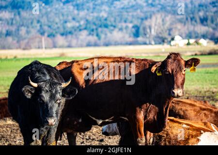 Stati Uniti, Washington state, Mount Vernon. Mucche guardando la macchina fotografica. Foto Stock