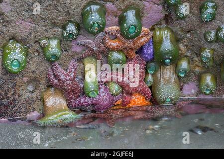 WA, Olympic National Park, Second Beach, Ocher Sear Stars e Giant Green Anemones Foto Stock