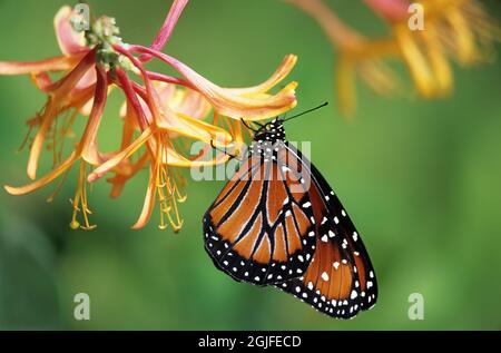 Washington state, Seattle. Butterfly, Regina, che riposa sul fiore di Spider Foto Stock