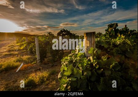 USA, Washington state, Pasco. Luce del mattino sulle file di merlot da Sagemoor Vineyard destinato alla Barrister Winery. Foto Stock