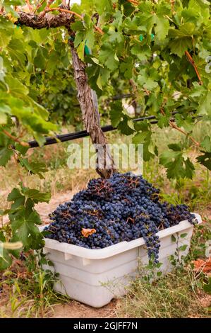 USA, Washington state, Pasco. Un cestino di uve merlot alla vendemmia. Foto Stock