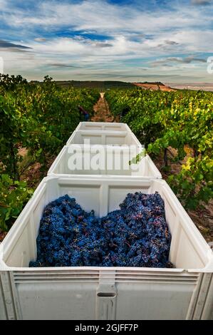 USA, Washington state, Pasco. Due raccoglitori riempiono un bidone di uve merlot in Sagemoor Vineyard al momento della vendemmia. Foto Stock