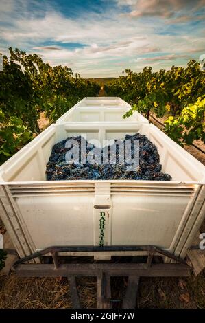 USA, Washington state, Pasco. Un cestino di uve merlot alla vendemmia. Foto Stock