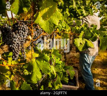 Stati Uniti, stato di Washington. Il team di raccolta lavora attraverso le file del merlot durante il raccolto. Foto Stock