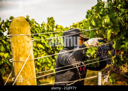 Stati Uniti, stato di Washington. Il team di raccolta lavora attraverso le file del merlot durante il raccolto. Foto Stock