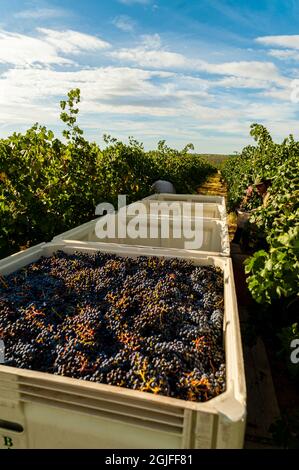 USA, Washington state, Pasco. Un cestino di uve merlot alla vendemmia. Foto Stock