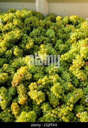 USA, Washington state, Pasco. Grappoli di uve Sauvignon Blanc in bin. Foto Stock