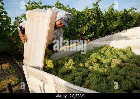 USA, Washington state, Pasco. Il selezionatore di vigneto svuota le uve Sauvignon Blanc in bin. Foto Stock