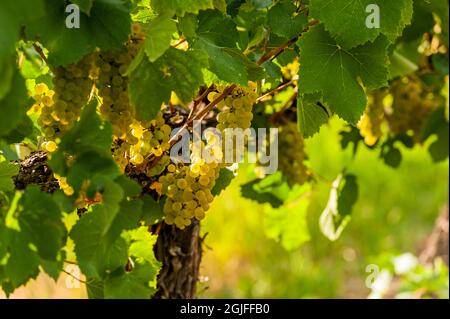 USA, Washington state, Pasco. Grappoli di uve Sauvignon Blanc. Foto Stock